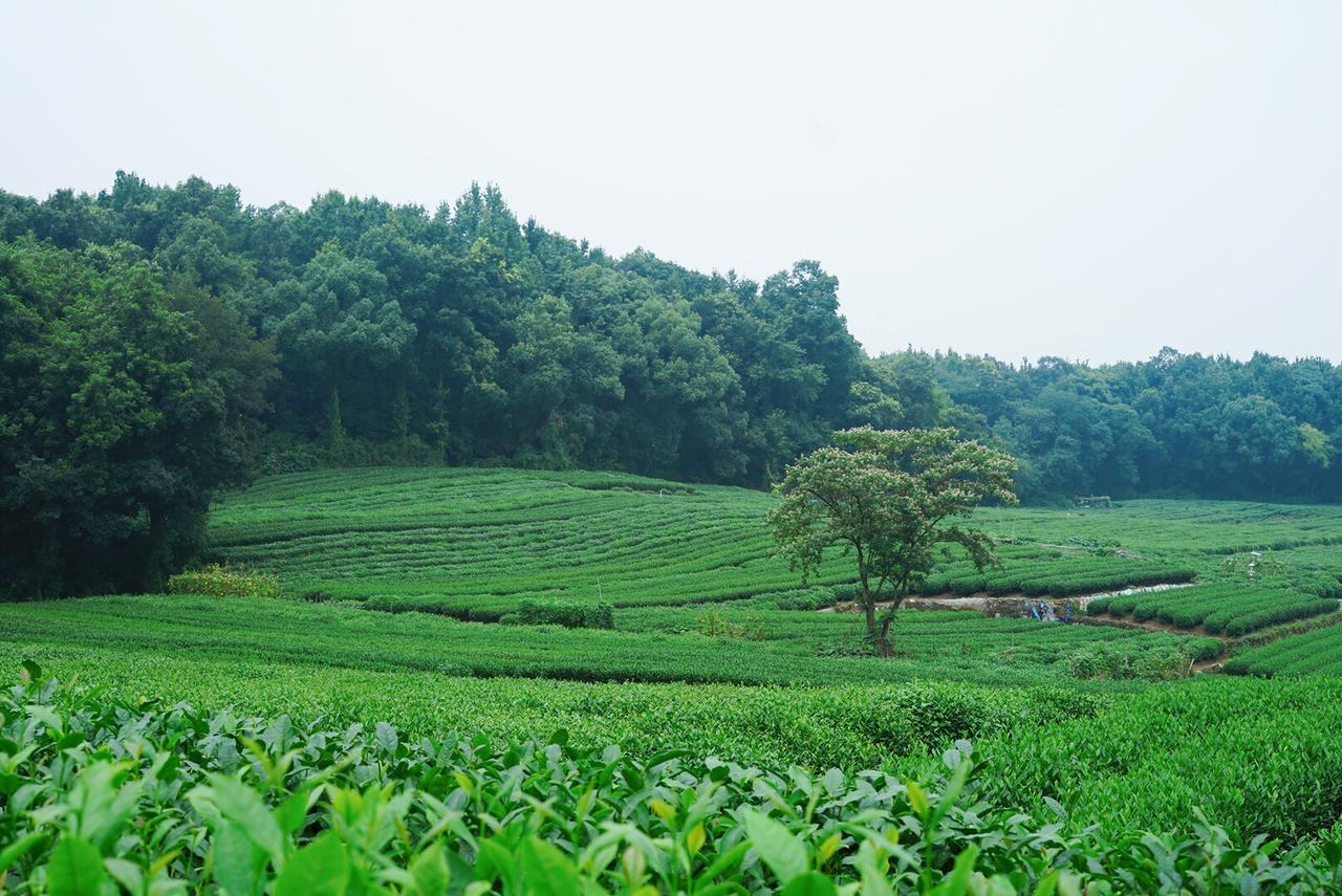 The Mountain Hotel Hangzhou Exterior foto